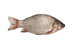 Fish isolated on white background 