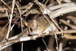 Madame Berthe's mouse lemur (Microcebus berthae), the smallest primate in the world, in Kirindy Mitea National Park, Madagascar