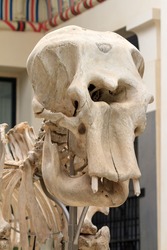 Close up of the large skull of an Elephant skeleton 