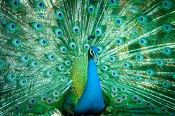 Portrait of peacock with feathers out