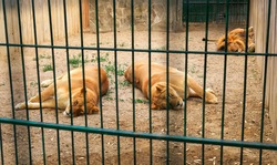 Two lionesses and one lion resting in a zoo cage 