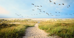 A Large flock of CanvasBacks Ducks Flying Over Wonderful dune beach landscape on the North Sea island Langeoog in Germany with a path,  sand and grass on a beautiful summer day, holidays in Europe.