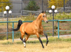 Bay akhal teke breed horse running in gallop in the sand paddock with metal fence. Animal in motion.