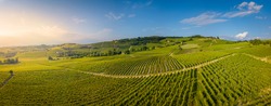 Aerial view of vineyards in Langhe, Piedmont, Italy