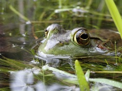 American Bullfrog resting in a New England swamp