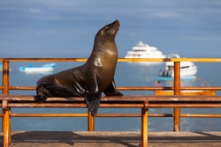 Sea Lion, Galapagos Islands, Ecuador