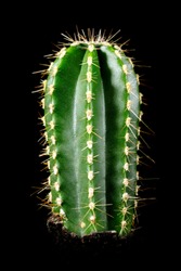 Cactus Cereus repandus or Peruvian apple cactus in front of black background, desert plant