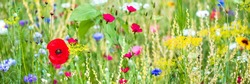 Panorama, colorful flower meadow at the heyday, red poppies and other wildflowers