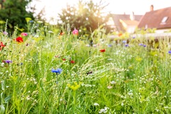 Urban gardening with a wildflower meadow in the own garden, insect and wildlife animal protection