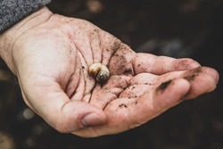 man holding a cockchafer grub, gardening insect 
