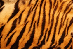 beautiful tiger fur - colorful texture with orange, beige, yellow and black