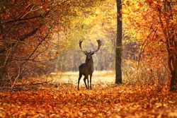 fallow deer stag in beautiful autumn forest ( Dama dama )