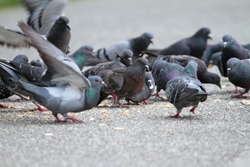 hungry feral pigeons ( columba livia ) eating  on park alley food from the people