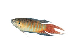Macropodus opercularis large male isolated over white background (paradise fish)