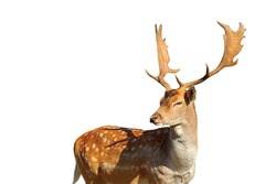majestic fallow deer stag ( Dama ) isolated over white background