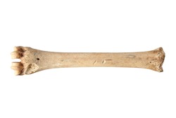 roe deer cannon bone (Capreolus) isolated on white; the bone comes from an animal that was eaten by humans living in caves, long time ago; the marks are made by stone knives during the boning process