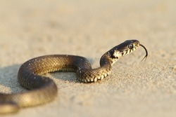  Natrix natrix - grass snake, juvenile on sand near the Black Sea