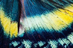 Detailed wing of Alcides orontes, large Uraniidae butterfly living in Indonesia