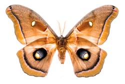 Antheraea polyphemus moth isolated on white background 