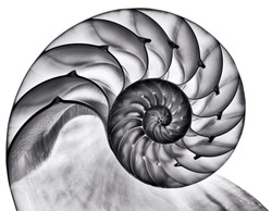 Detailed photo of a halved backlit  shell of a chambered nautilus (Nautilus pompilius) isolated on white. Contrasty black and white