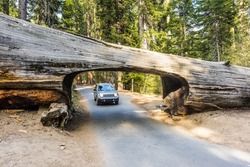 Car is approaching the famous Tunnel Log in Sequoia National Park, California, USA