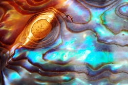 Macro of sea shell - curves and layers are covered with pearl, with golden glitter in the light - great for background