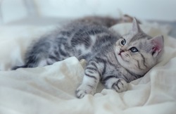 Kitten Scottish Fold cat gray white  bigeye tabby on a white bed sleep blur background 
