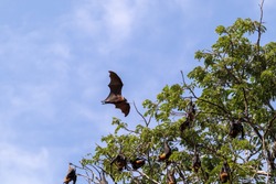 Fruit bat flying in forest. with the corona virus is a zoonotic disease, from animals to humans. is also thought to have originated in bats