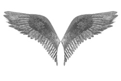 Angel wings, Natural black wing plumage isolated on white