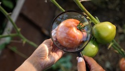 Close Up of Vegetable Tomato Scientist woman Looks Magnifying Glass in Greenhouse.