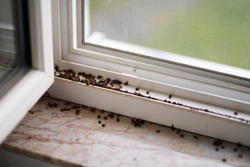 Harlequin ladybugs and Asian ladybugs on window.  