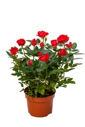 Red decorative roses in flowerpot isolated on white background.