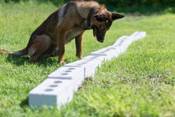 A Belgian Sheepdog sniffs a row of containers in search of one with a hidden object. The dog sits down and freezes to tell the owner that it has found the object. Training service dogs 