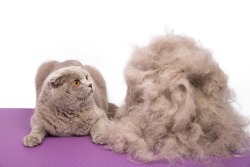 A persian gray cat looks with surprise at a large pile of his own fur after a haircut in an animal beauty salon. Selective focus. Isolated on white.