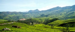 Panoramic view of the vehicles traveling on the road through the lush green tea fields on the hills of Munnar Kerala India