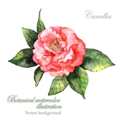Watercolor vector Camellia flower. Botanical Illustration. Watercolor. Vector illustration. Illustration for greeting cards, invitations, and other printing projects.