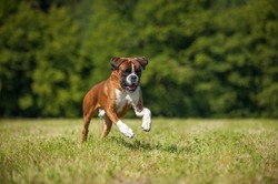 Boxer dog running in a summer meadow