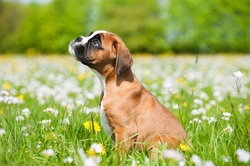 Puppy in a spring meadow