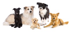 Group of cross breed dogs isolated on white background