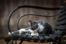 Domestic cat on a garden bench licking his paw