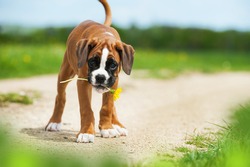 Boxer puppy with dandelion