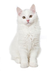White maine coon kitten