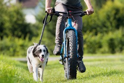 Cycling with dog