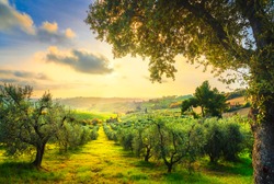 Maremma countryside panoramic view, olive trees, rolling hills and green fields on sunset. Sea on the horizon. Casale Marittimo, Pisa, Tuscany Italy Europe.