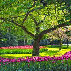 Tree and tulip flowers garden or field in spring.