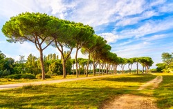 San Rossore and Migliarino park, footpath and pine trees. Pisa, Tuscany, Italy Europe