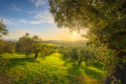Maremma countryside panoramic view, olive trees, rolling hills and green fields. Sea on the horizon. Casale Marittimo, Pisa, Tuscany Italy Europe.
