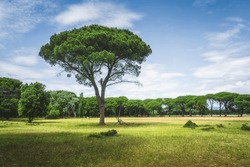 Stone pine tree in a field. San Rossore and Migliarino park. Pisa, Tuscany region, Italy, Europe