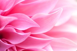 Close up of a Beautiful petals of pink Dahlia Flower (Dahlia pinnata)