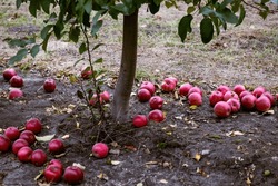 Overripe fruits that have fallen to the ground are not considered to be in condition. They will be for processing. Ripe fruits of red apples on the ground. Fall harvest day in farmer's orchards.
